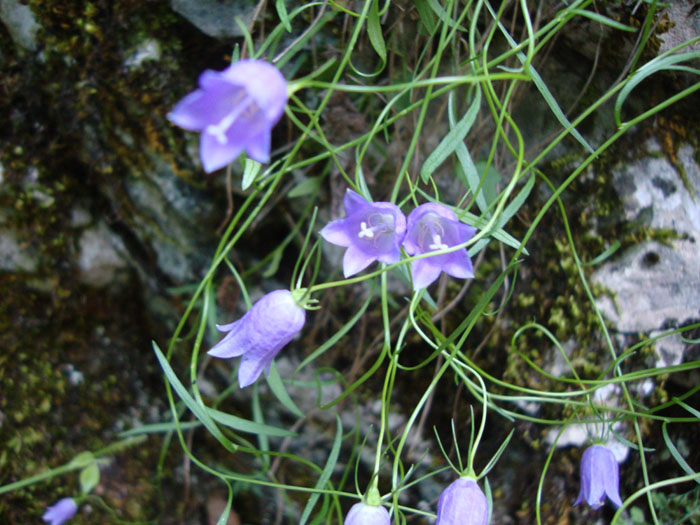 Campanula tanfanii